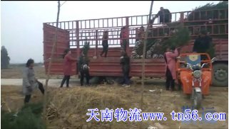 6.8米高栏货车装树苗